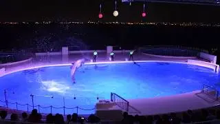 マリンワールド夜の水族館2017（4Kテスト撮影）