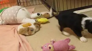 キャバリア Lemongrass　８／１９生まれ　はじめましてと、7月生まれのお姉ちゃん達
