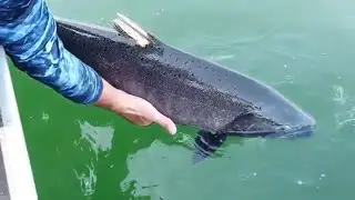 Chinook Salmon Fishing - Columbia River w/ Bobber Down Guide Service