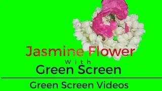 Jasmine Flower With Green Screen//Flower Green Screen Effects//Green Screen Videos