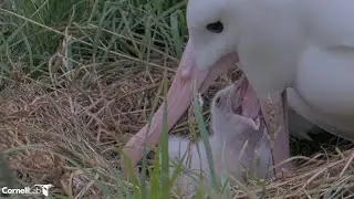 Royal Albatross~😲🙃Great inside in Moms mouth! Great feeding!~3:24 PM 2026/01/28