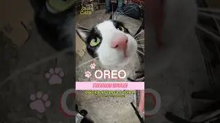 Meet Oreo in Hell&rsquo;s Kitchen #cat #nyc #bodega #catlover