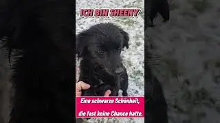 Bei Interesse schickt eine E-Mail an hallo@wir-retten-hunde.de #hund #adoptme #tiere #dog