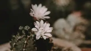 Flower 13-HD Wall Art for TV - Quiet Galley - Art Screensaver TV - 2 Hours Digital Home Wallpaper