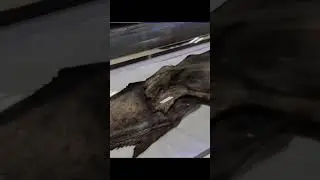 Ancient Mermaid Mummy: A Lost Civilization's Secret Revealed 4L UHD.
