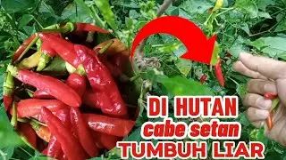 Dihutan cabe setan tumbuh liar|Solo Camping Shelter Membangun Kehidupan Buschraf Indonesia