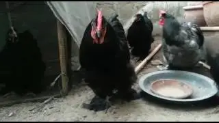 Black Buff & Blue Heavy cochin