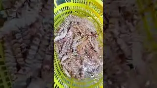 Amazing red prawns #mrketfoodies #shorts