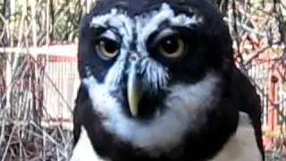 Spectacled Owl