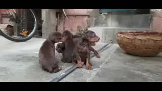 Heavy bone doberman puppies for sale