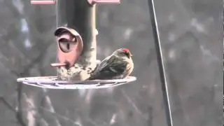 Common Redpoll
