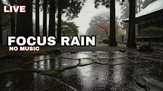 Live Rain Sounds for Focus & Study: Misty Japanese Forest (No Music)