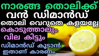 Huge demand for lemon grove | Manojnediyackal rubber tapping