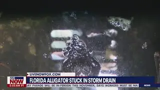 Crews rescue massive alligator stuck in Florida storm drain
