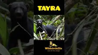 tayra #animal #short #youtubeshorts #tayra #wildcircle10x #wildcircle31x