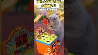 This Cat's Whack-A-Mole Skills Are INSANE 🔨🐱 #catvideos #fyp #shorts
