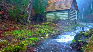 The murmur of a stream, the sound of water. Forest stream, Sounds of nature. Relax