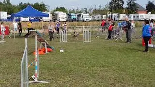 Sunny agility action 4 dogs
