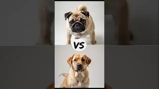 Pug vs Rottweiler (Maltese, Labrador and German Shepherd)