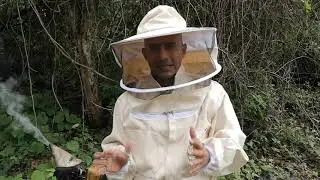 Cuando cambiar un nucleo de abejas, a camara de cria