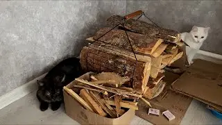 Жизнь маленьких пушистых друзей 
