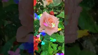 rare rose collection// #rosecaretipstamil #rnanurserygarden #2025