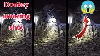 Donkey meeting amazing shot✅💯💉#viral#foryou#donkey #animal#post #videos 