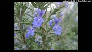 CAB - 120 Bouncy_Melodic Rosemary - MINOR2GO
