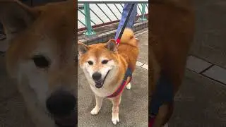 Meme Dog Passed Away Cheems balltze #shorts #memedog #cheemsmemes