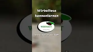 Warum #Feuerwanzen an einander kleben🤯