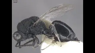 Eurytoma kondarica Zerova. Eurytomidae. Tadzhikistan. Holotype Coll. Inst Zool Kyiv Ukraine 10.06.23