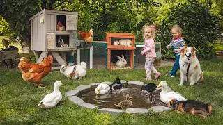 World's Cutest Chickens and Adorable Animals