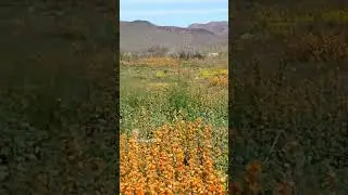Orange Globe Mallow Arizona Superbloom 2023