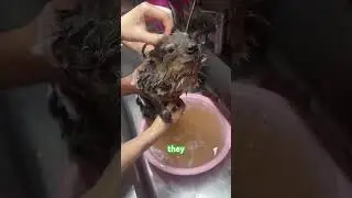 Hyrax! #cute #animals #funny #funnyanimals #shorts
