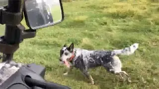 Day on the farm | Australian Cattle Dogs