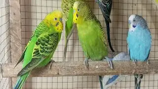 3 Hr Budgies Chirping Talking Singing Parakeets Sounds Reduce Stress , Relax to Nature Bird Sound