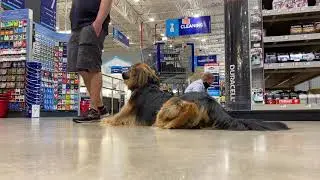 Best Dog Training Toledo, Ohio! 1 Year Old German Shepherd/ Golden retriever Mix, Scarlett!