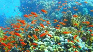 Dynamite and Cyanide Fishing