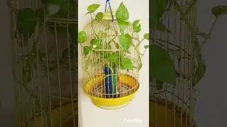 # shorts # bird cage is decorated with  Money plant not  birds# mini vlog#পাঁচমিশেল