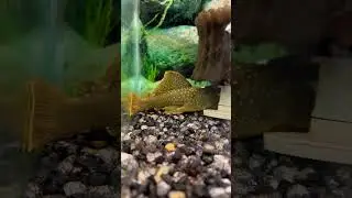 At First I thought it&rsquo;s a plastic fish😝 loricariidae 🎏 #shorts #youtubeshorts #ytshorts