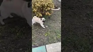 #мопс #live