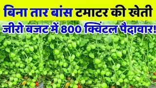 बिना तार बांस के Tamatar ki kheti में खतरनाक पैदावार 🍅Tomato farming A to Z🍅 टमाटर की खेती कैसे करें