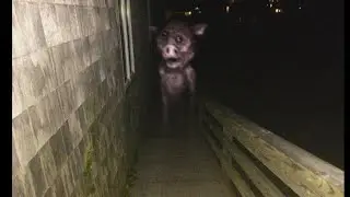Roblox SCP - Ghost Pig