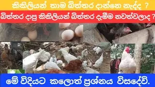 කිකිලියන් බිත්තර දාන්නෙ නැත්තෙ ඇයි 🤔 | Poultry farming | MYFARM-SL #hen #chicken #farming #animals