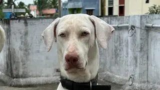 top quality Mudhol hound & Doberman females for sale in telugu | Martur | 9059080363 | Nagendra pets