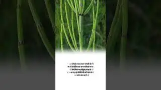 Marsh horsetail plant botnical name #shorts agriculture knowladge facts