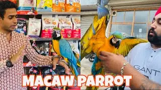 Macaw parrot 🦜dekha pahli baar |      #trending #viral #vlog #vlogger #macaw #youtube #birds #parrot