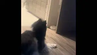 My 90 pound Siberian husky ￼ night routine- playing with his sister-kiss her good night 