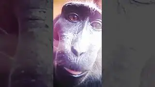 Monkey rizz #4k #rizz #monkeyrizz #youtubeshorts #edit #trending