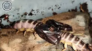 Cortejo y copula de Escorpión de patas bicolor (Diplocentrus bicolor) | México exótico | Víctor D